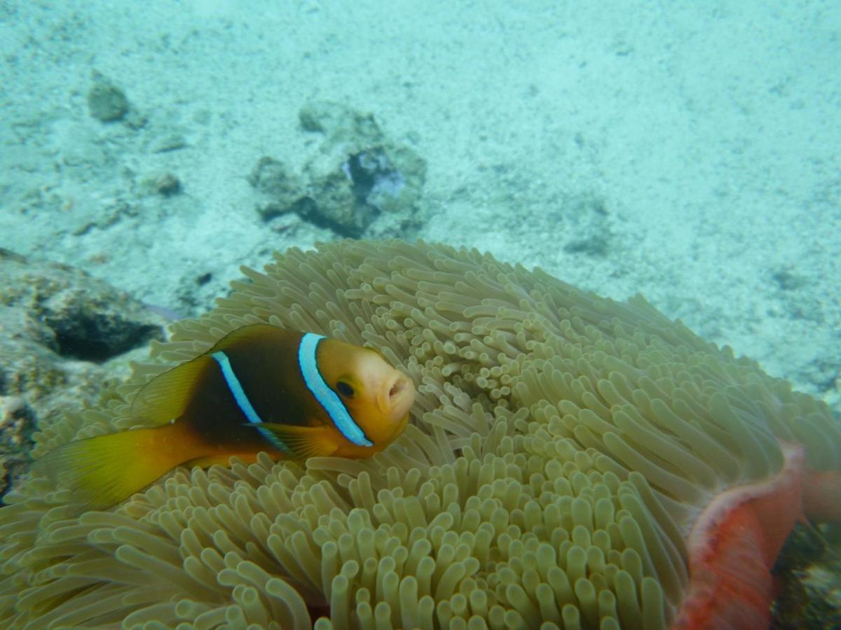 La Perle Tahaa Hotel Tapu' amu Eksteriør billede