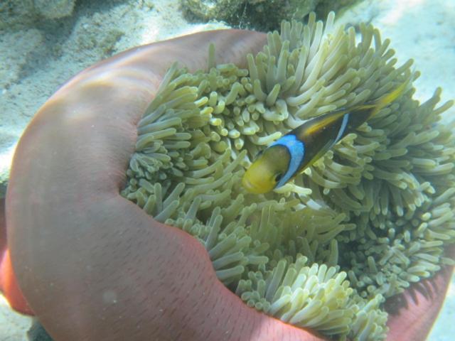 La Perle Tahaa Hotel Tapu' amu Eksteriør billede